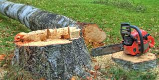 How Our Tree Care Process Works  in  Springdale, PA