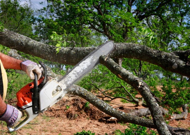 Professional Tree Care in Springdale, PA
